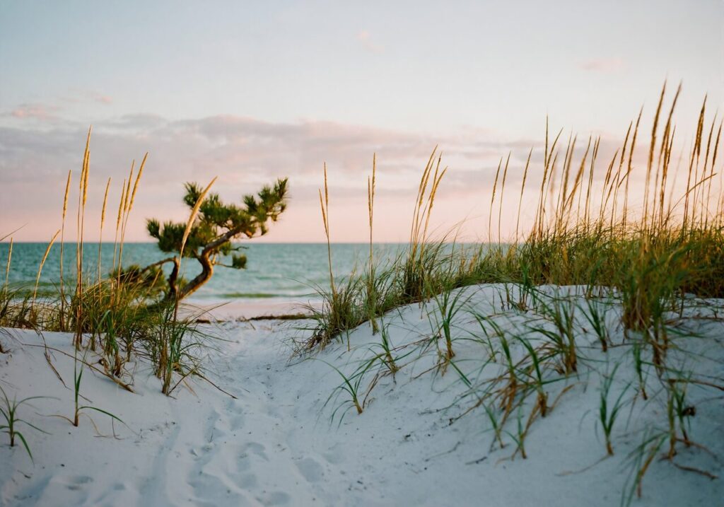Sugar-white sand dunes with golden sea oats and a weathered shore pine at sunset on the Florida Panhandle Gulf Coast
