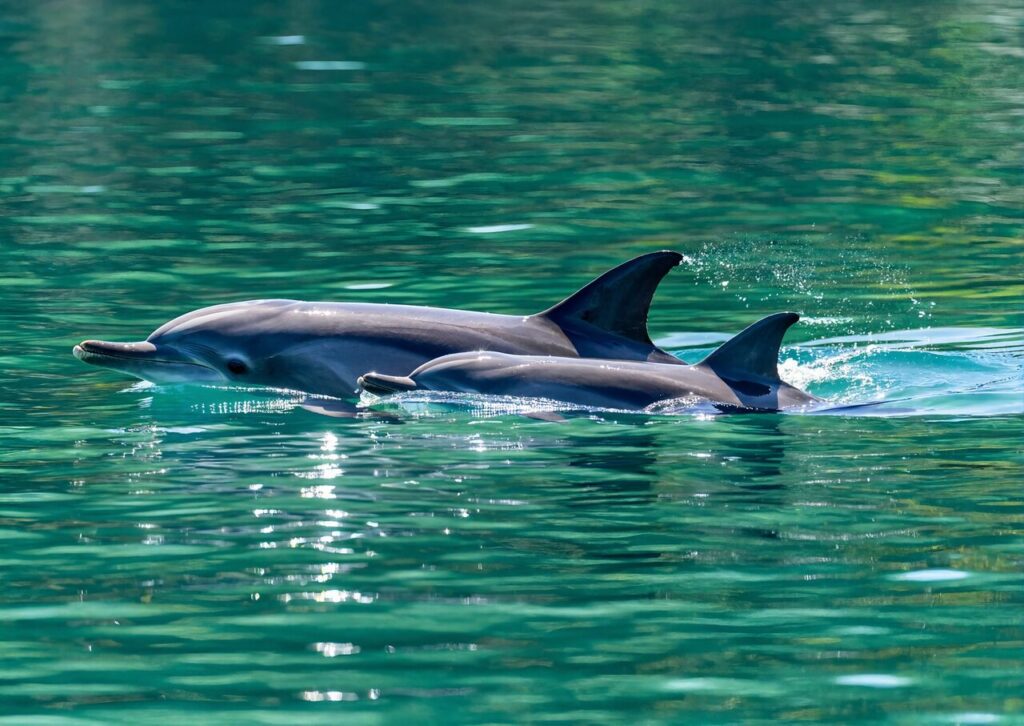 An adult bottlenose dolphin and a calf surfacing side by side in calm green water, the kind of sighting a dolphin cruise is after