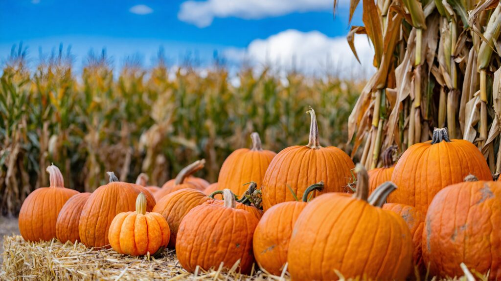 Orange pumpkins of all sizes=