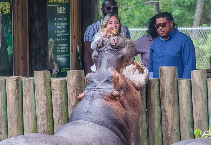 Guests feeding a large hippopotamus at a zoo encounter exhibit with a wooden fence and rules sign.