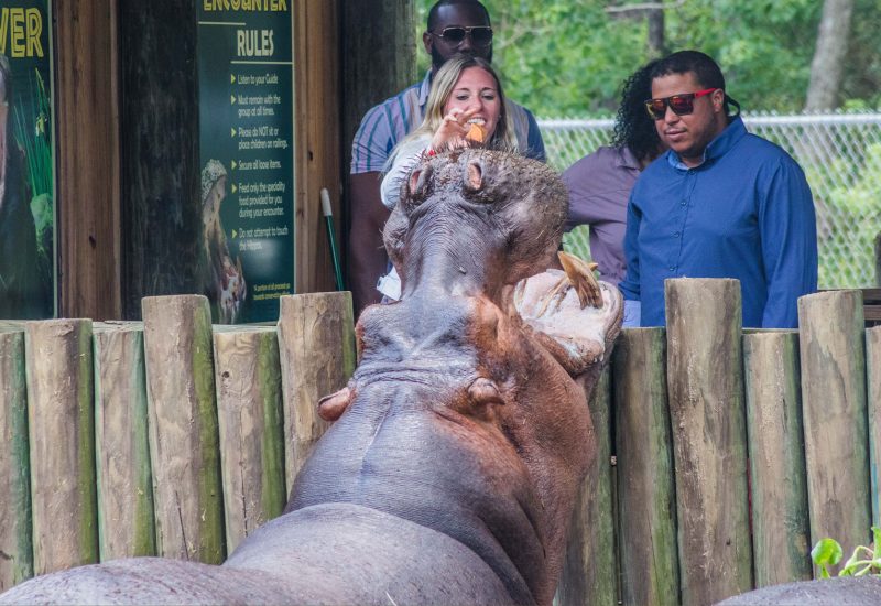 Woman dropping food into a large hippopotamus mouth at a zoo hippo encounter exhibit with a wooden log fence and Encounter Rules sign, bright natural daylight and green foliage at Splash RV Resort in Milton, Florida.