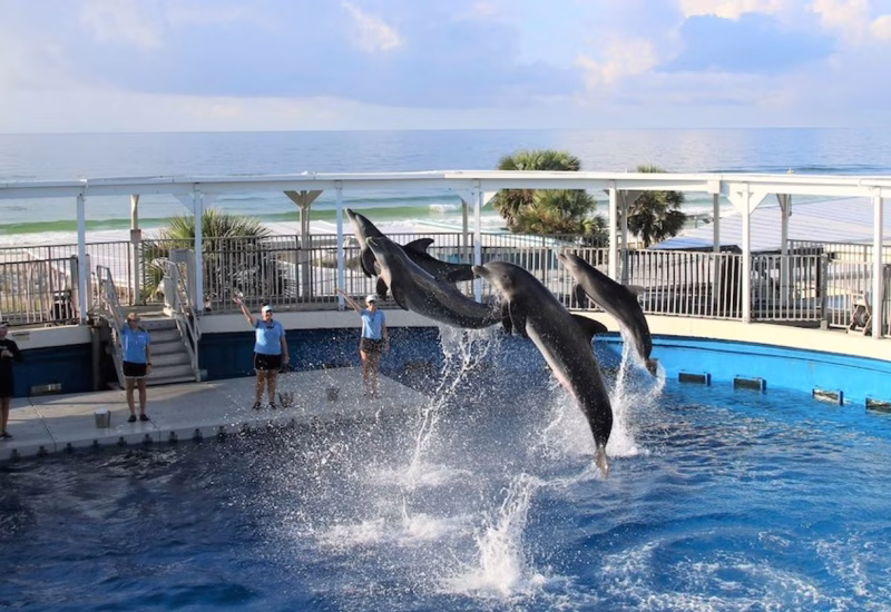 Dolphins leaping at the Gulfarium, a nearby attraction close to Splash RV Resort in Milton, FL.